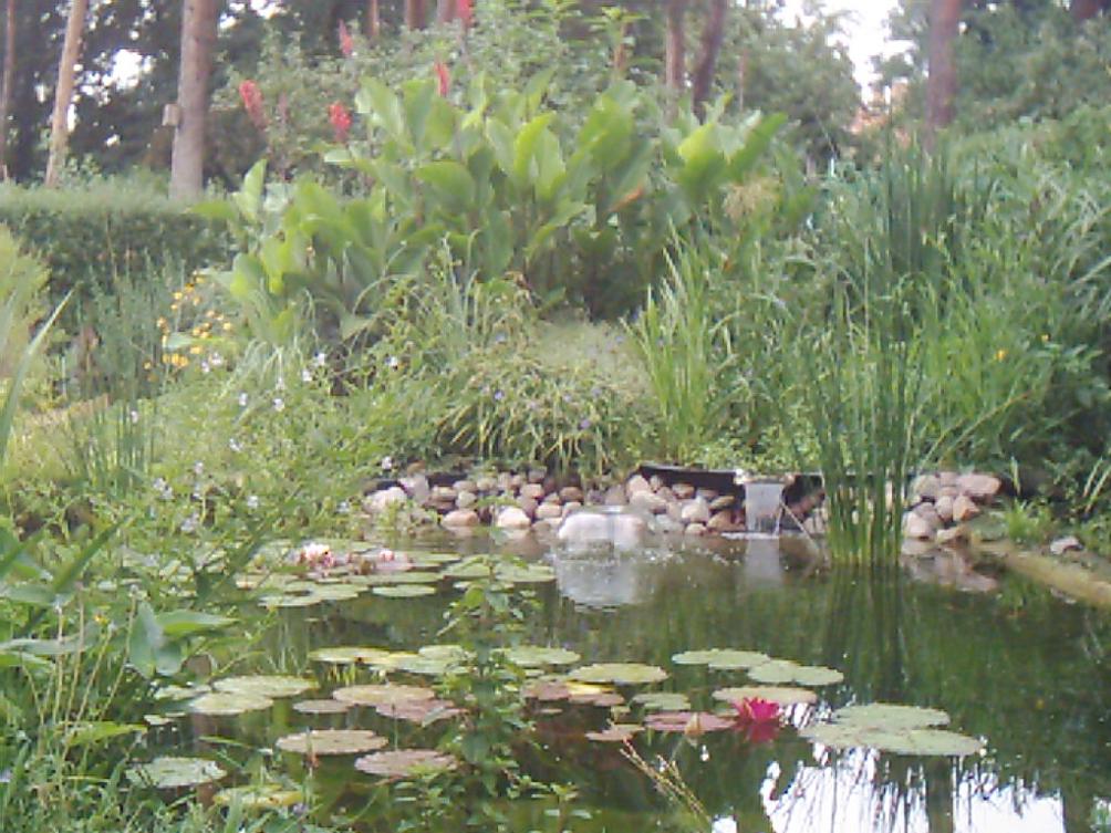 Fischteich Fischteich